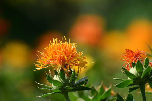 CLA Safflower Oil: Unlocking the Health Benefits of a Powerful Oil