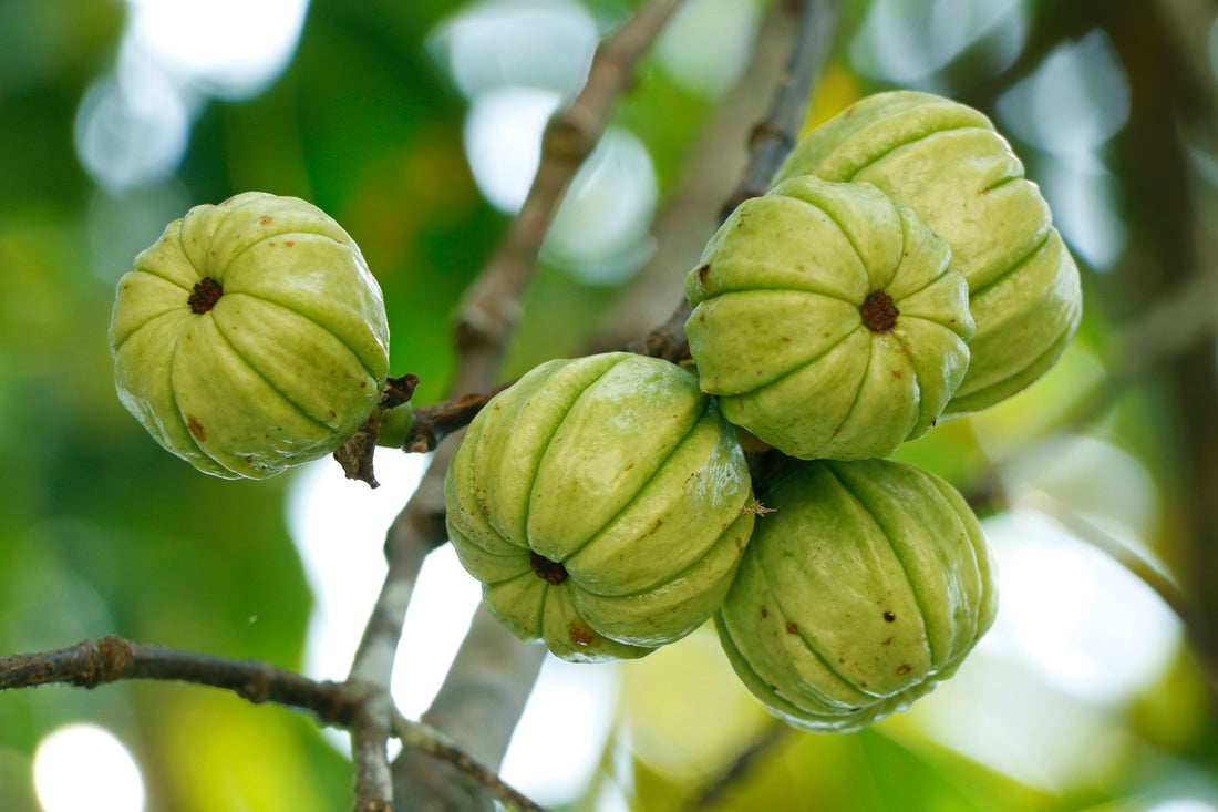 Garcinia Cambogia
