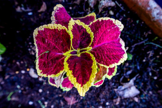 Unveiling the Wonders of Forskolin: The Natural Health Booster